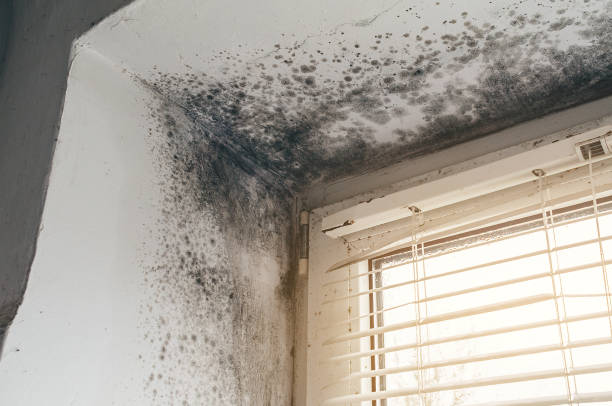 Affordable Bathroom Mold Removal solutions in Newton, NJ